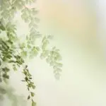 spring, nature, flower wallpaper, garden, flowers, flower background, plants, beautiful flowers, macro, leaves, iphone wallpaper
