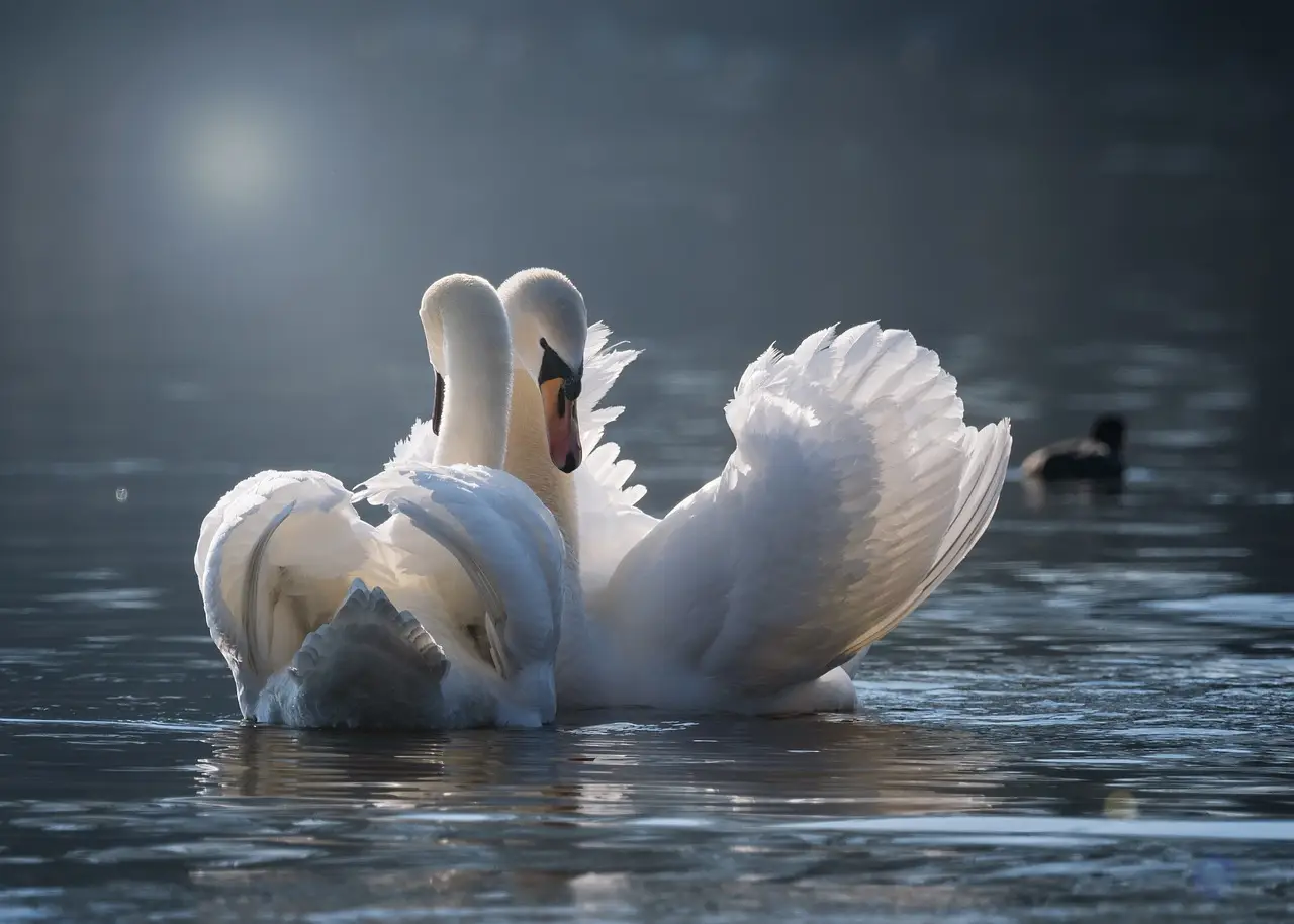 swan, few, love, pairing, emotions, water, bird, lake, swans, wildlife, water bird, nature, plumage, romantic, waters, elegant, graceful, white, together, feathers, swan, love, love, love, love, love