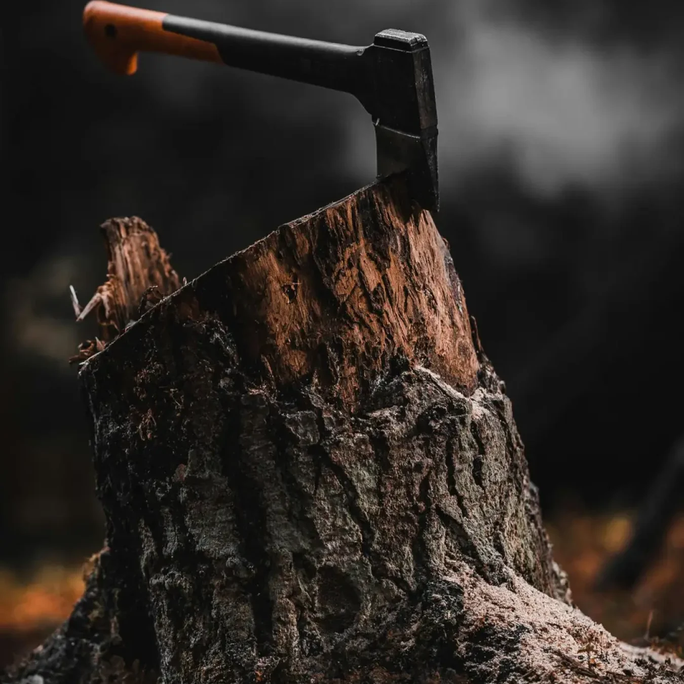 A close-up of an axe in a tree stump surrounded by woodland in Bolu, Turkey.